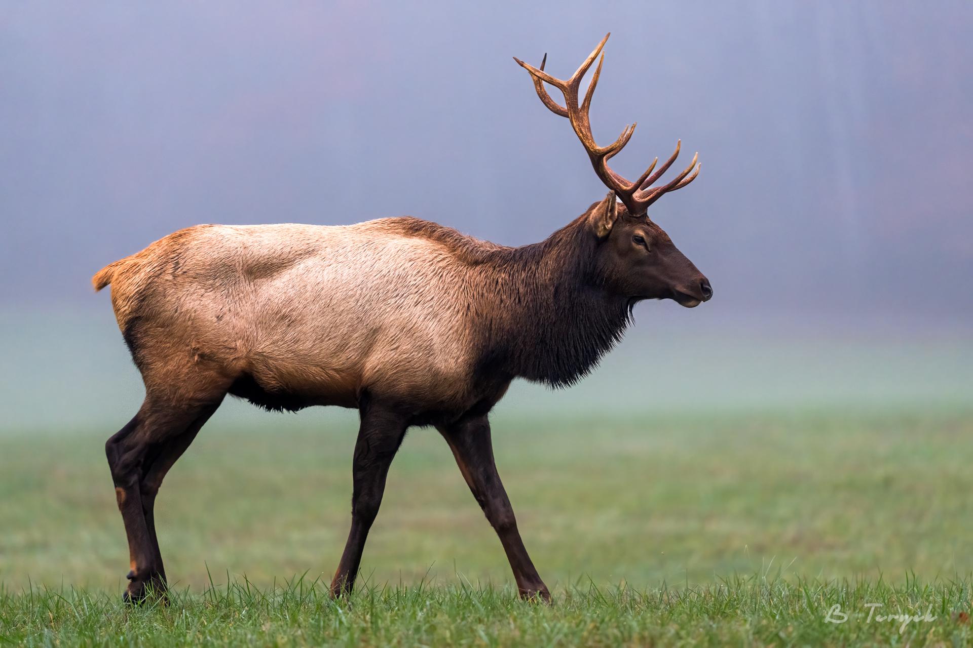 Elk in the smokies