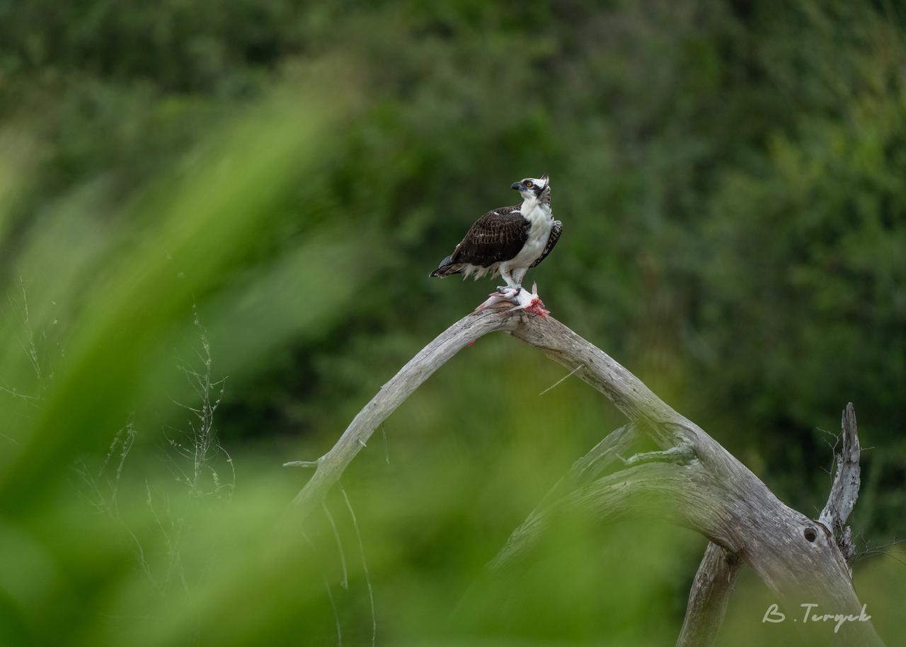 Osprey eating