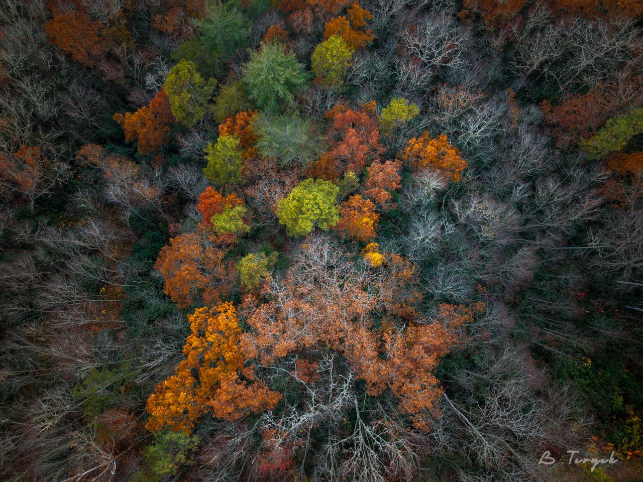 Fall in the smokies