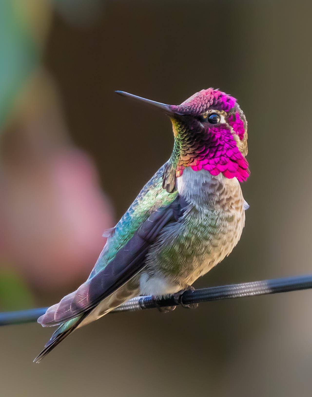 Hummingbird