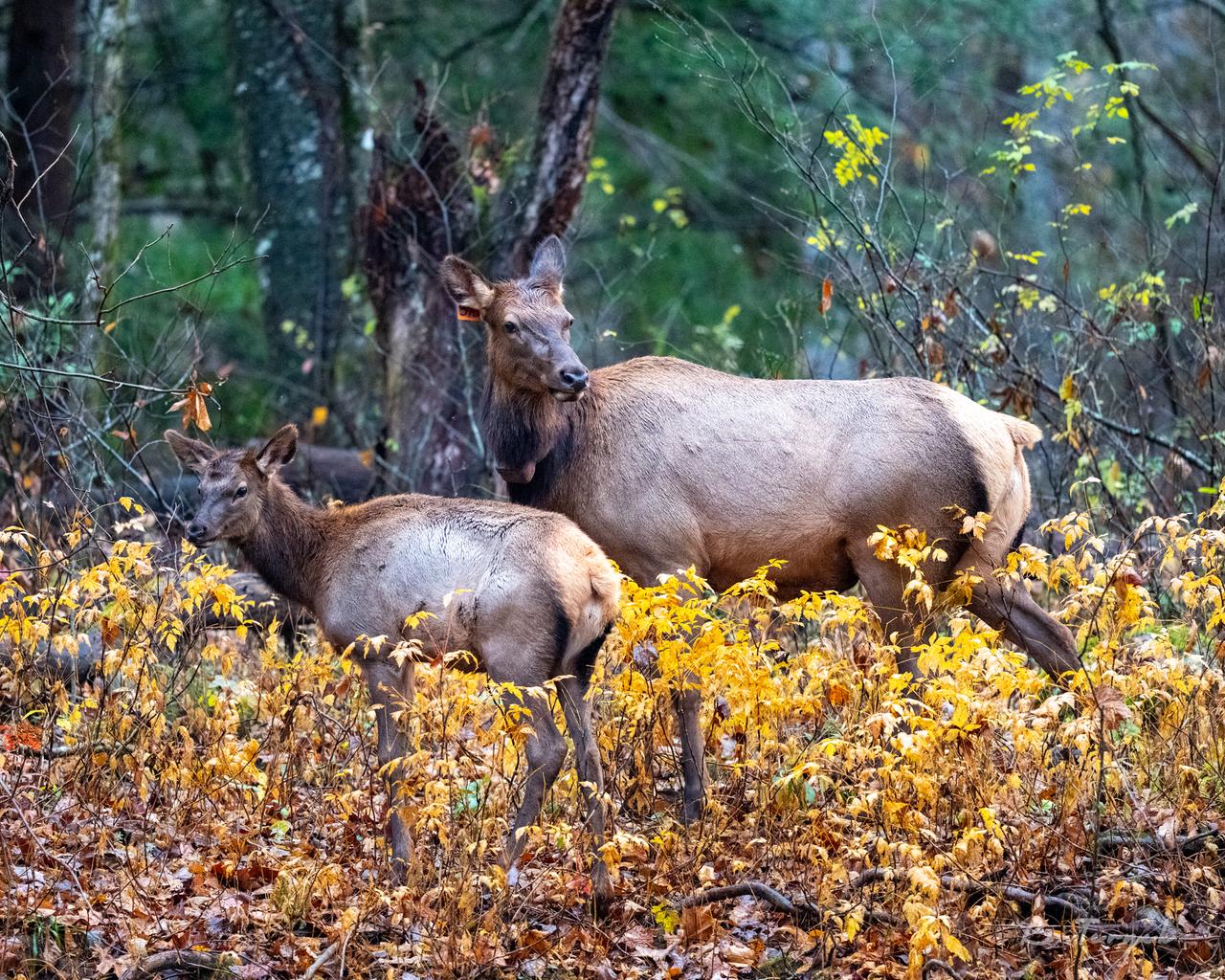 Elk in the Smoky Mountains