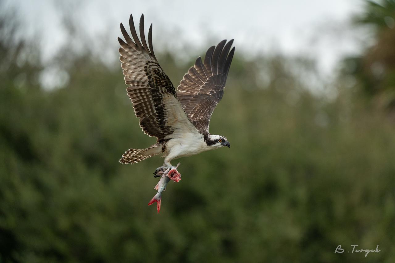 Osprey hunting