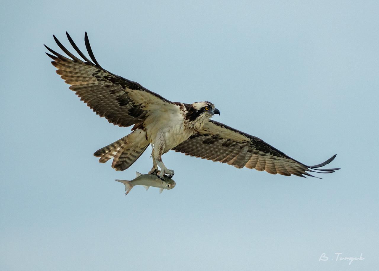 Osprey hunting
