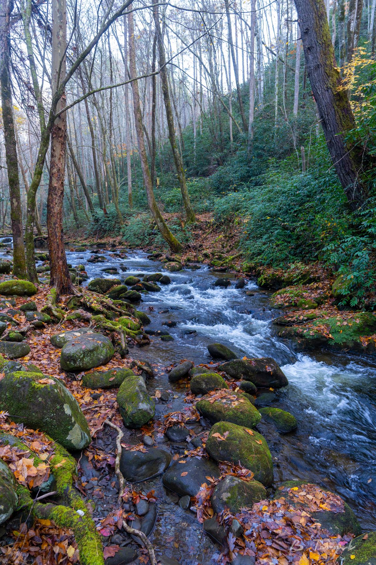 Fall in the smokies