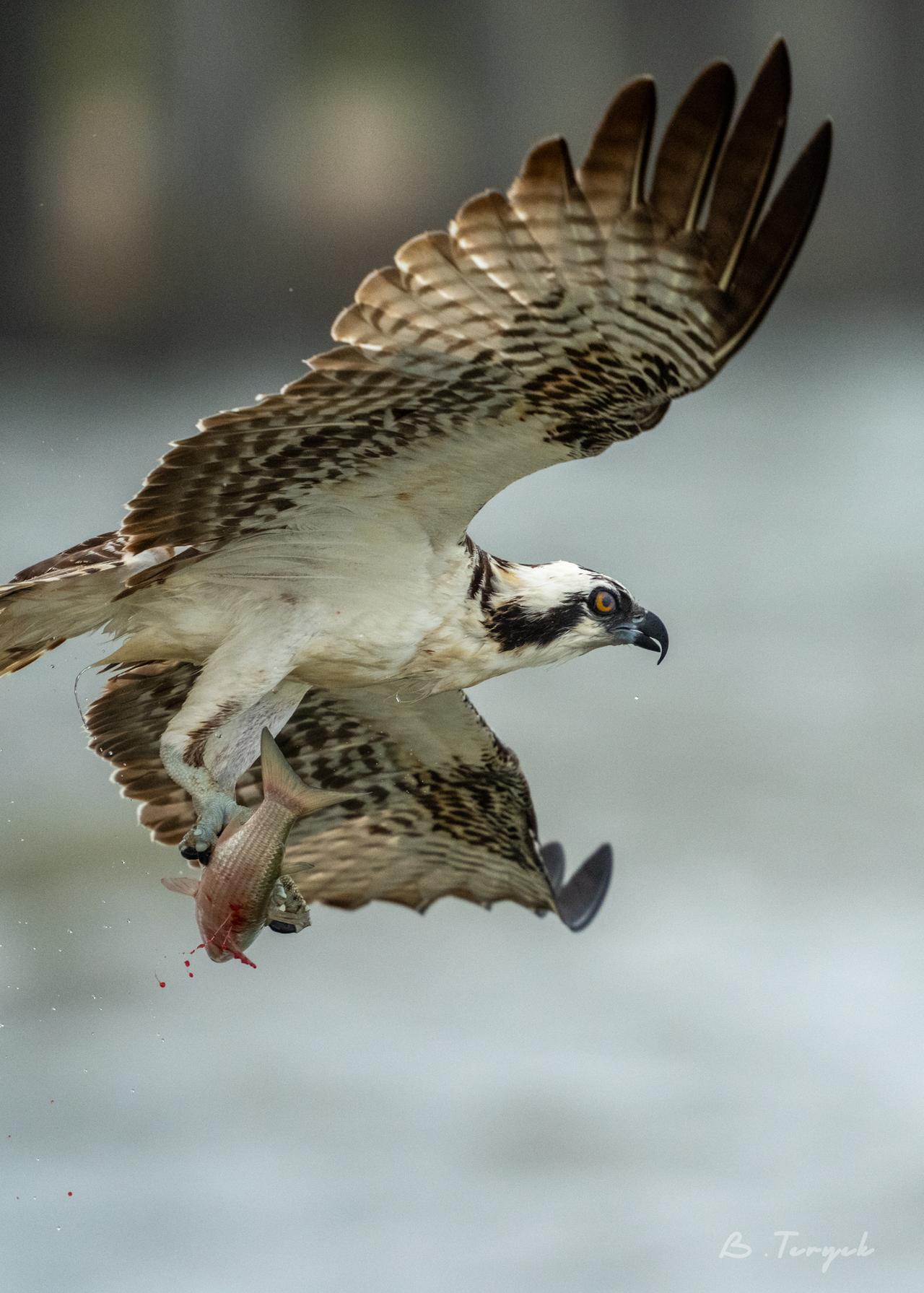 Osprey hunting