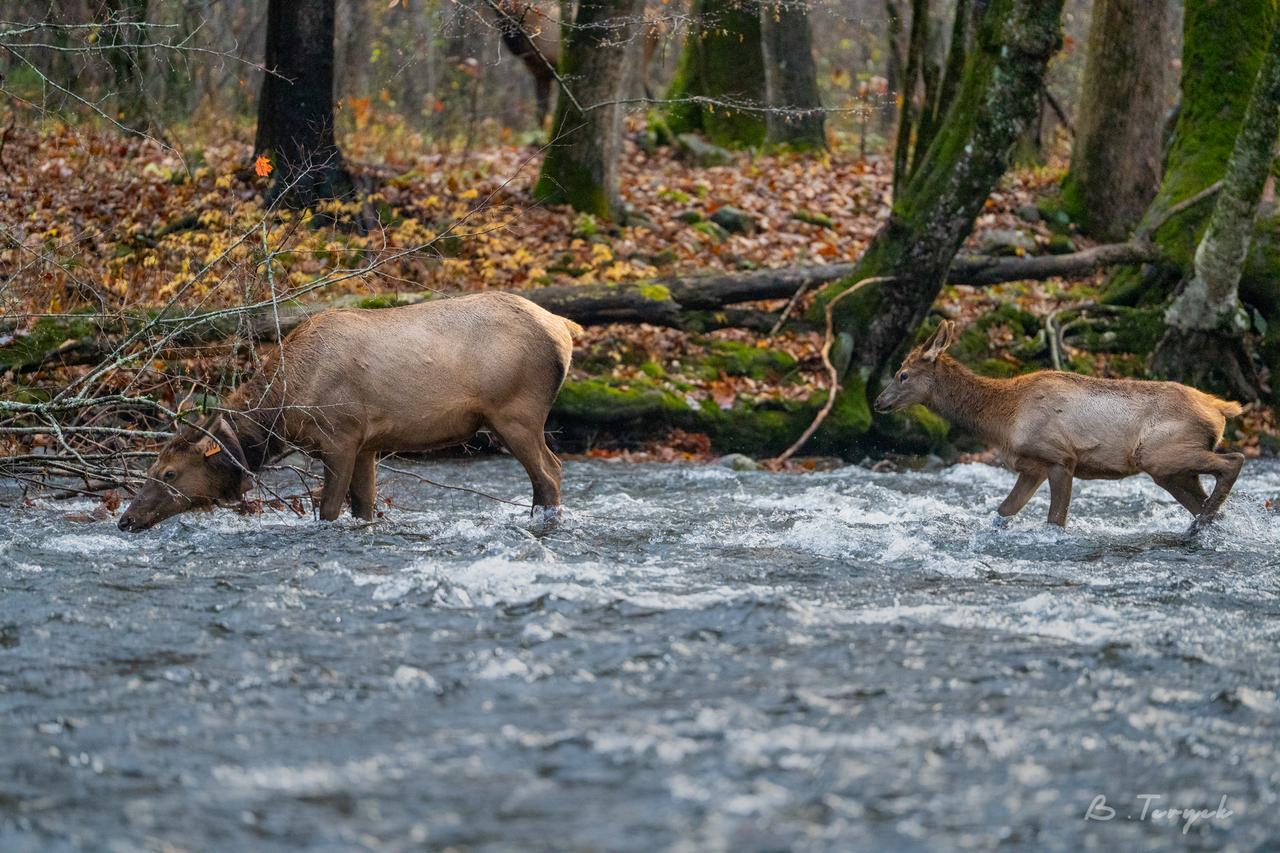 Elk in the Smoky Mountains