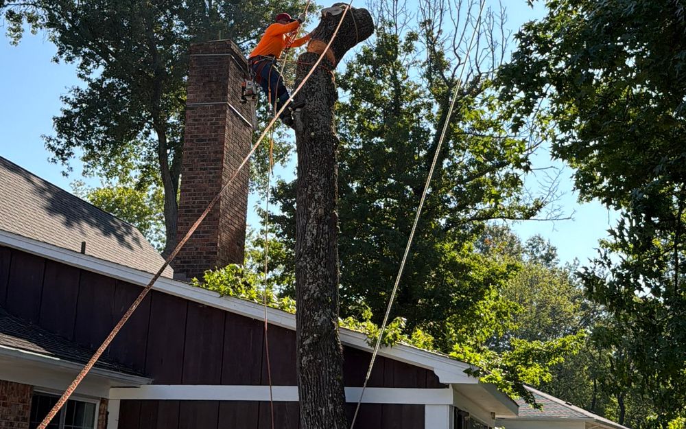 Tree Removal