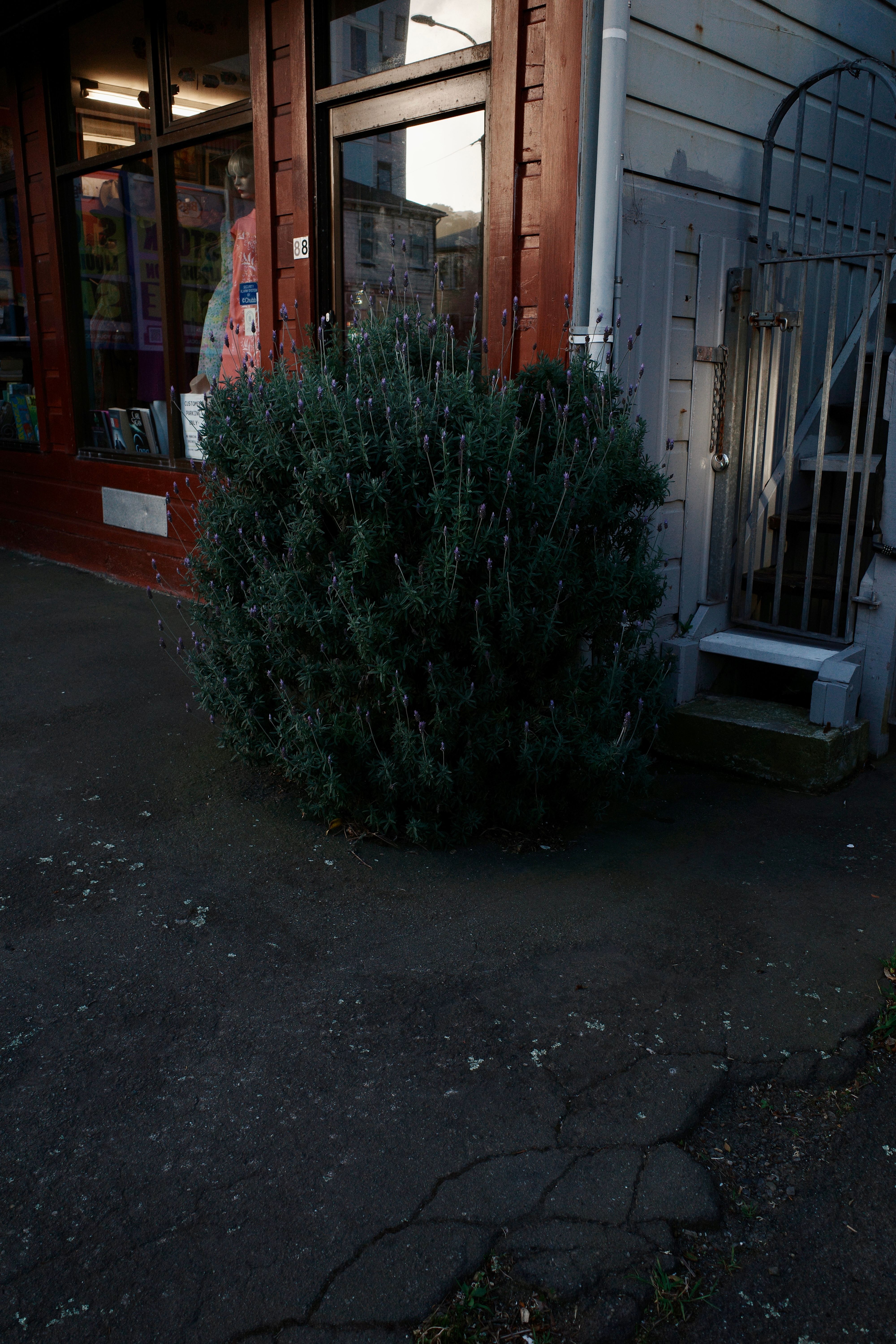 Concrete bush