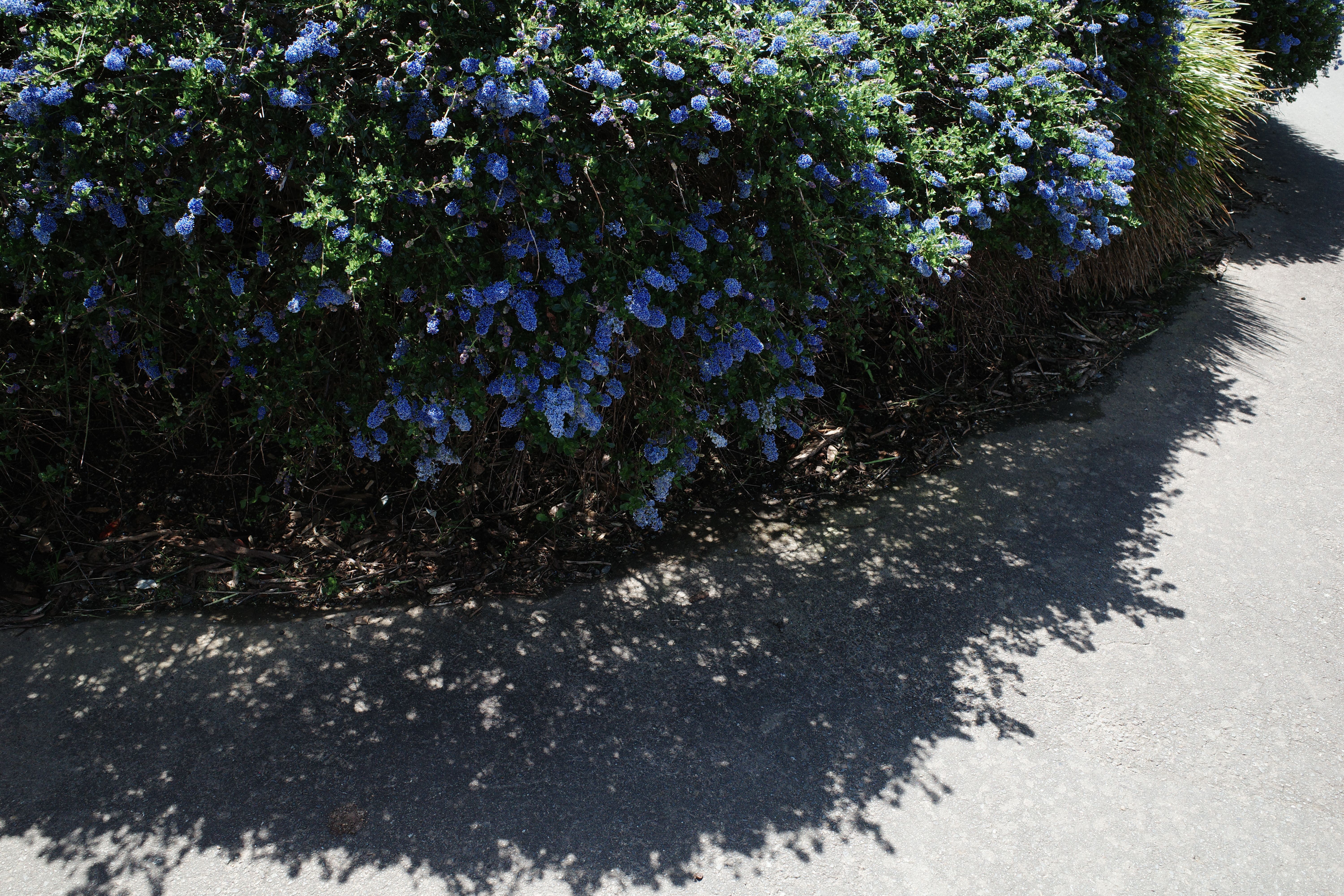 World peace bush
