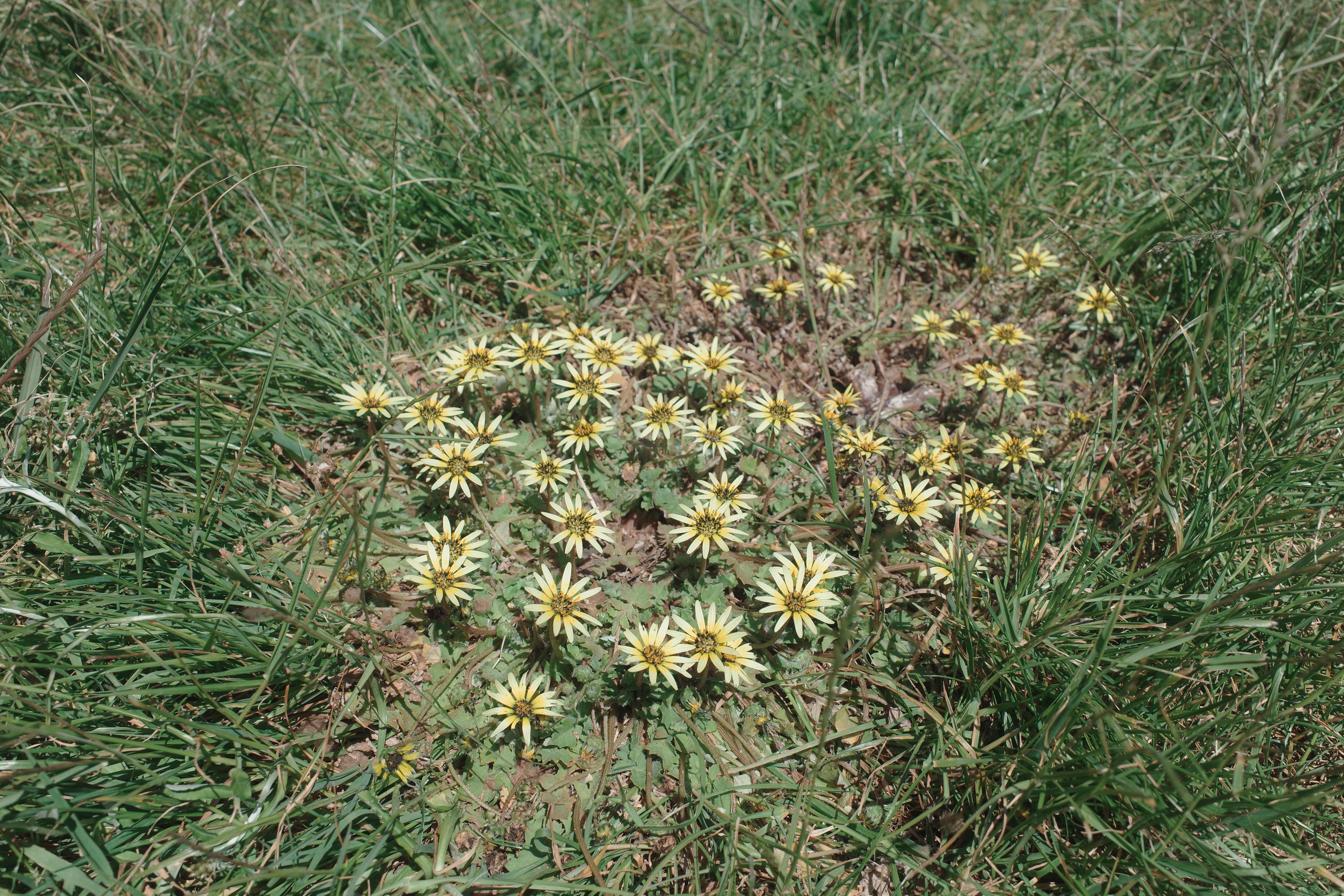 Flora