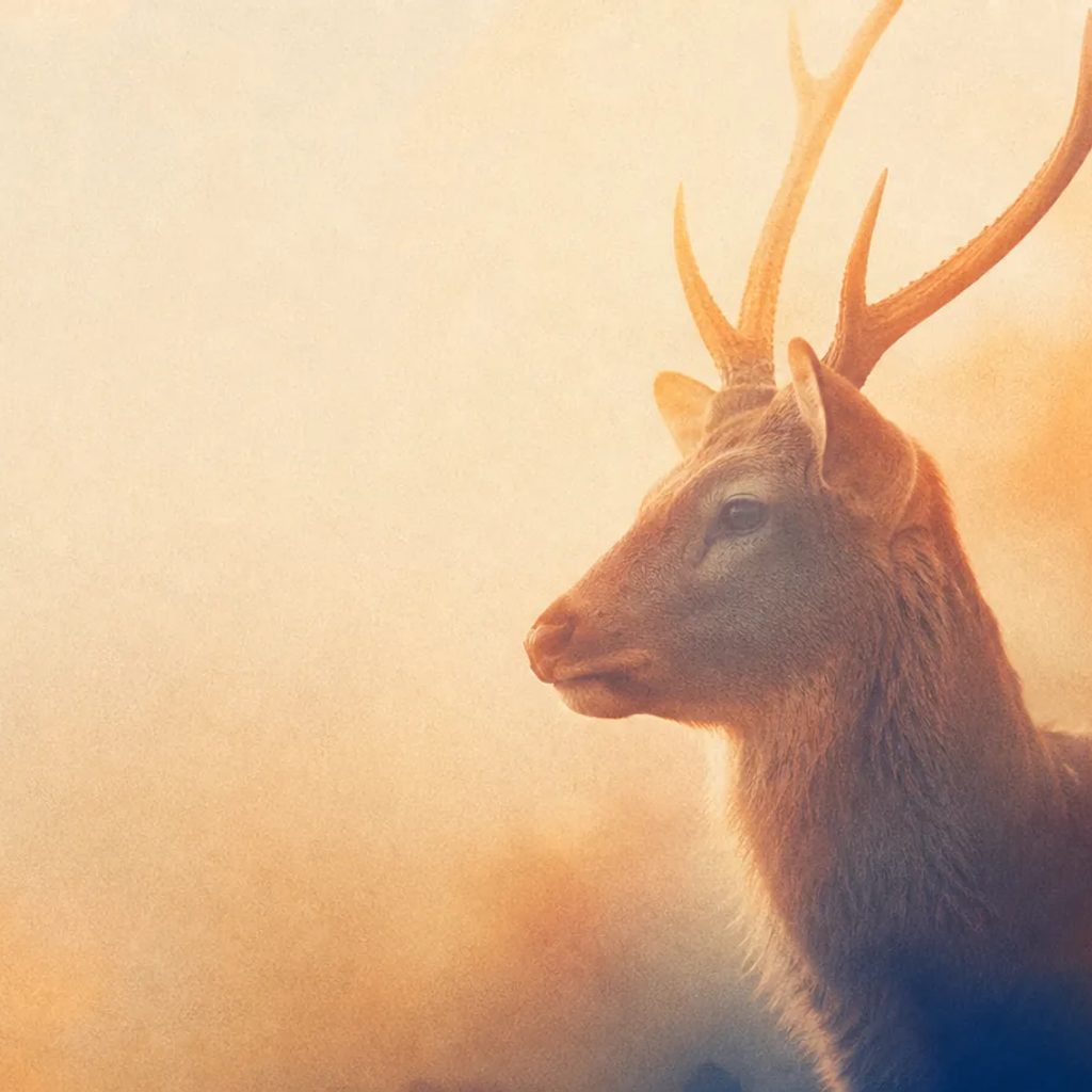 Un cerf dans une forêt lumineuse, symbole de l’identité Shika.