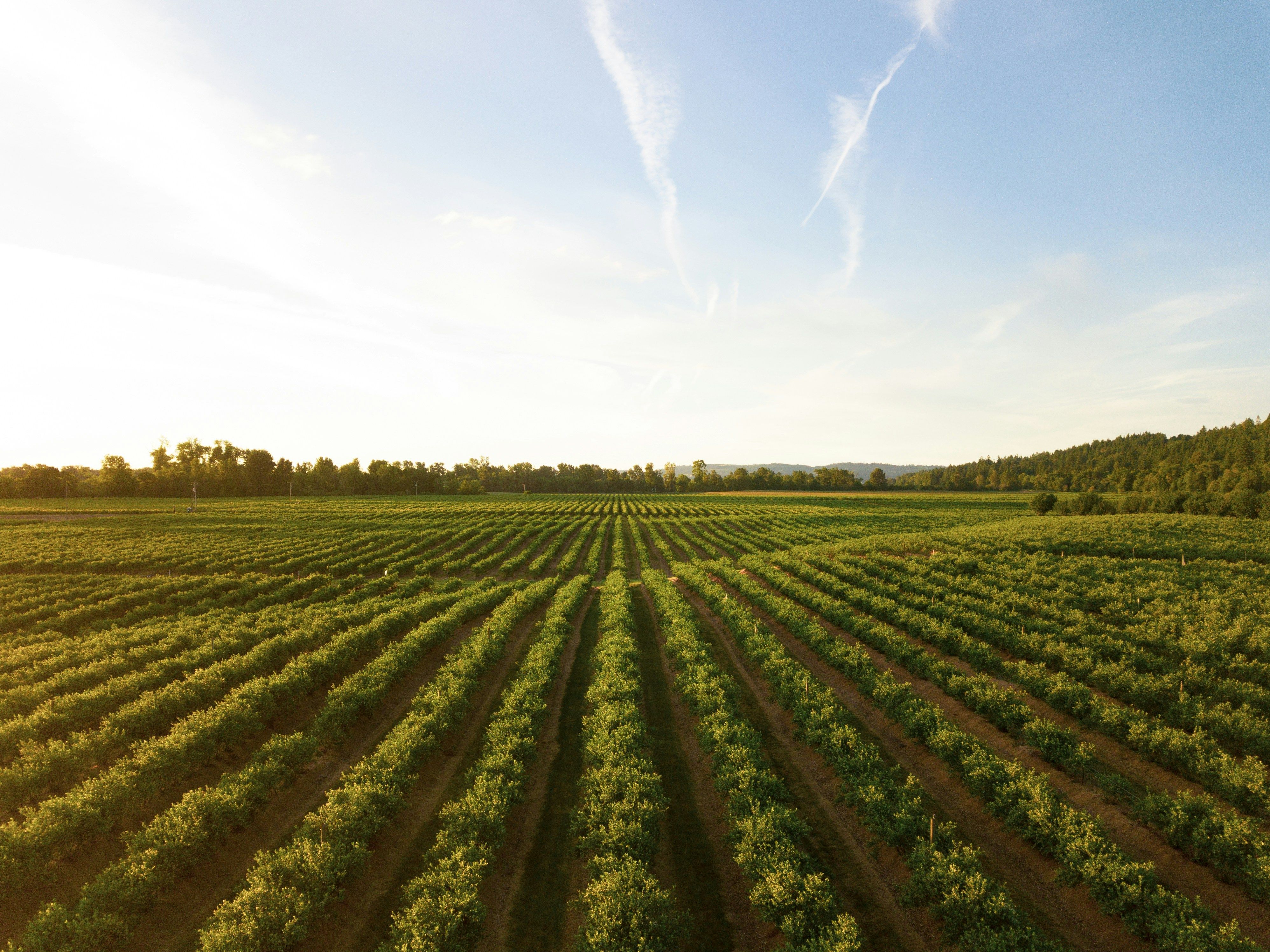 Fast execution of divestiture