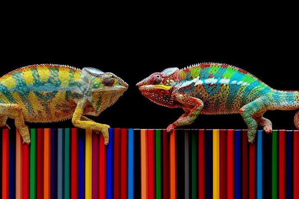 MENJADI PEMIMPIN "BUNGLON": MENGAPA SITUATIONAL LEADERSHIP TETAP RELEVAN?