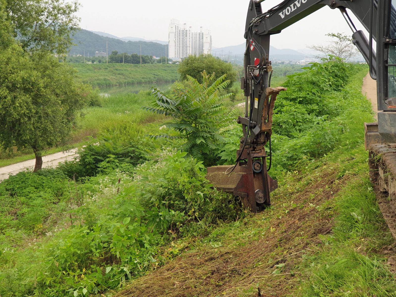 민통선일원 생태교란 야생식물 제거(2권역) 사진 4