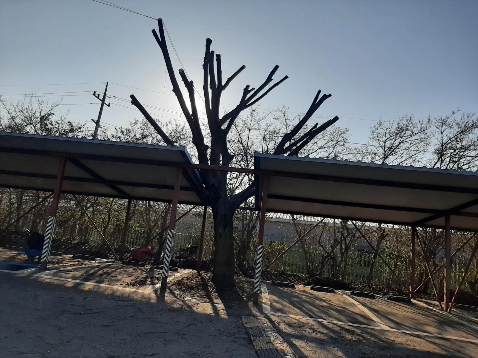 Tree Pruning at Munsan and 7 Other Schools, photo 14