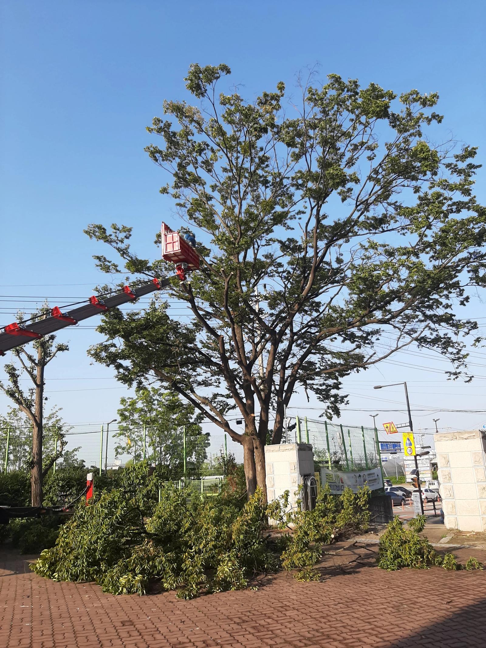Tree Pruning at Baeksin Middle and 6 Other Schools, photo 3