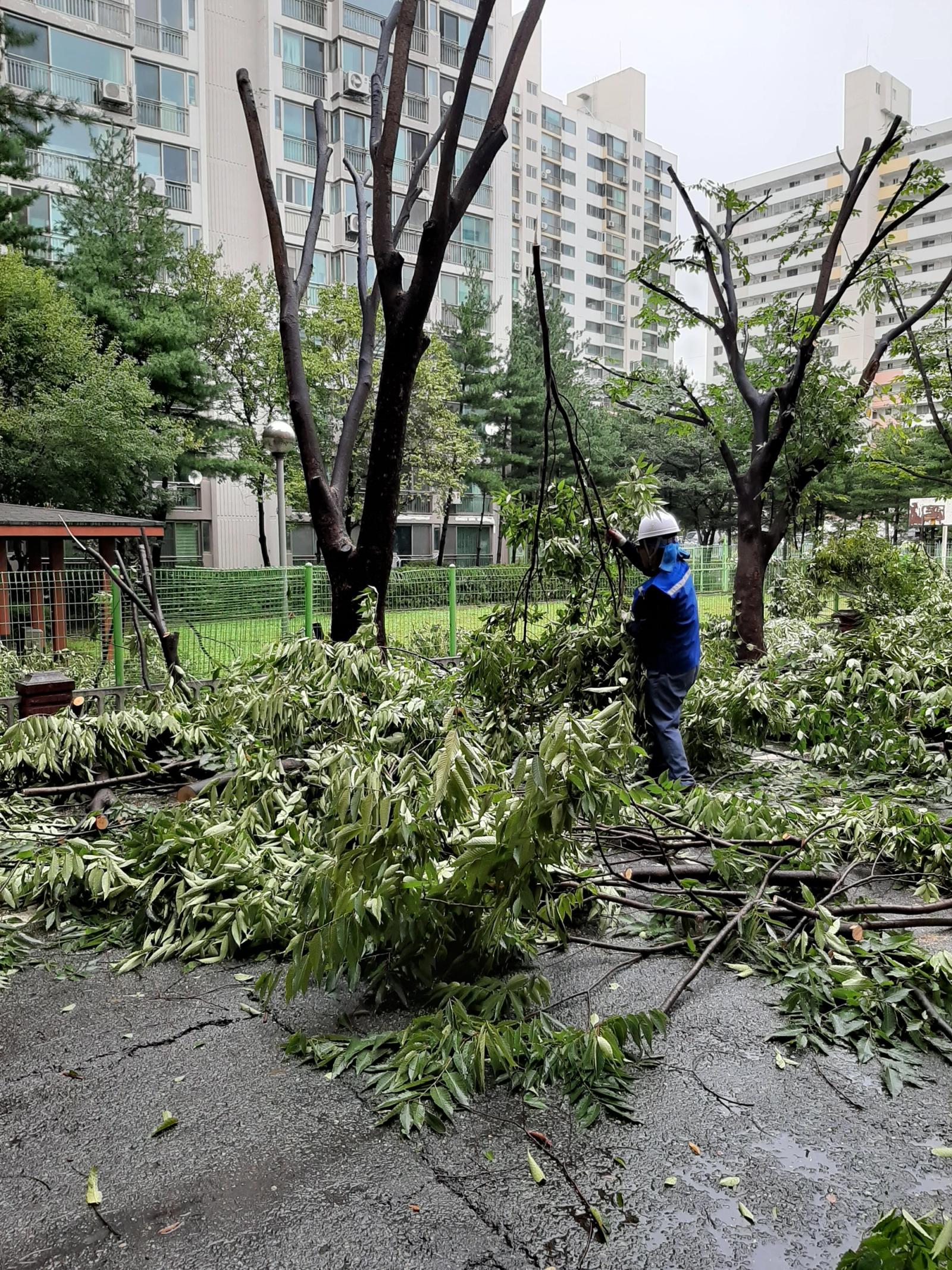 Tree Pruning at Baeksin Middle and 6 Other Schools, photo 4