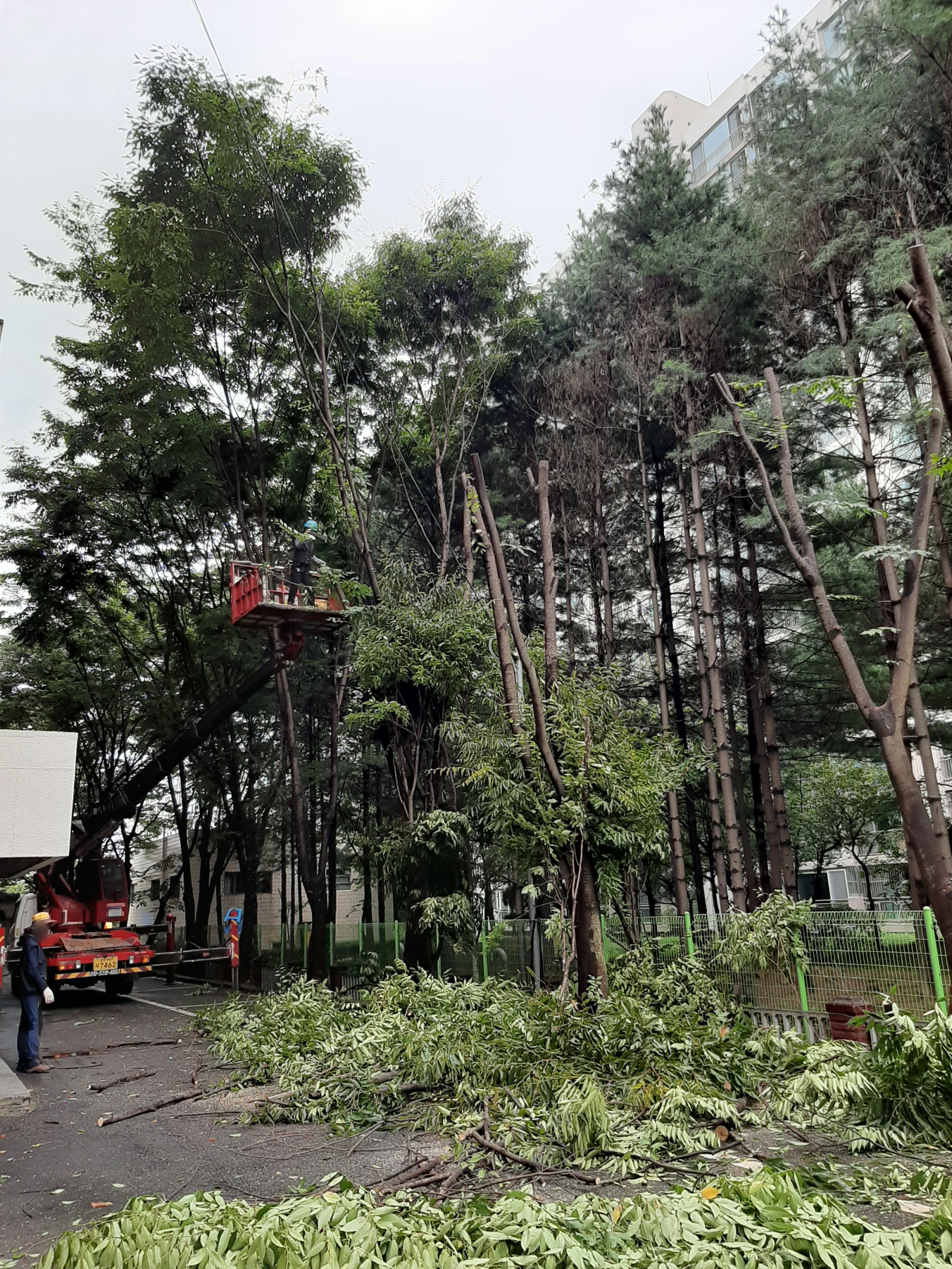 Tree Pruning at Baeksin Middle and 6 Other Schools, photo 2