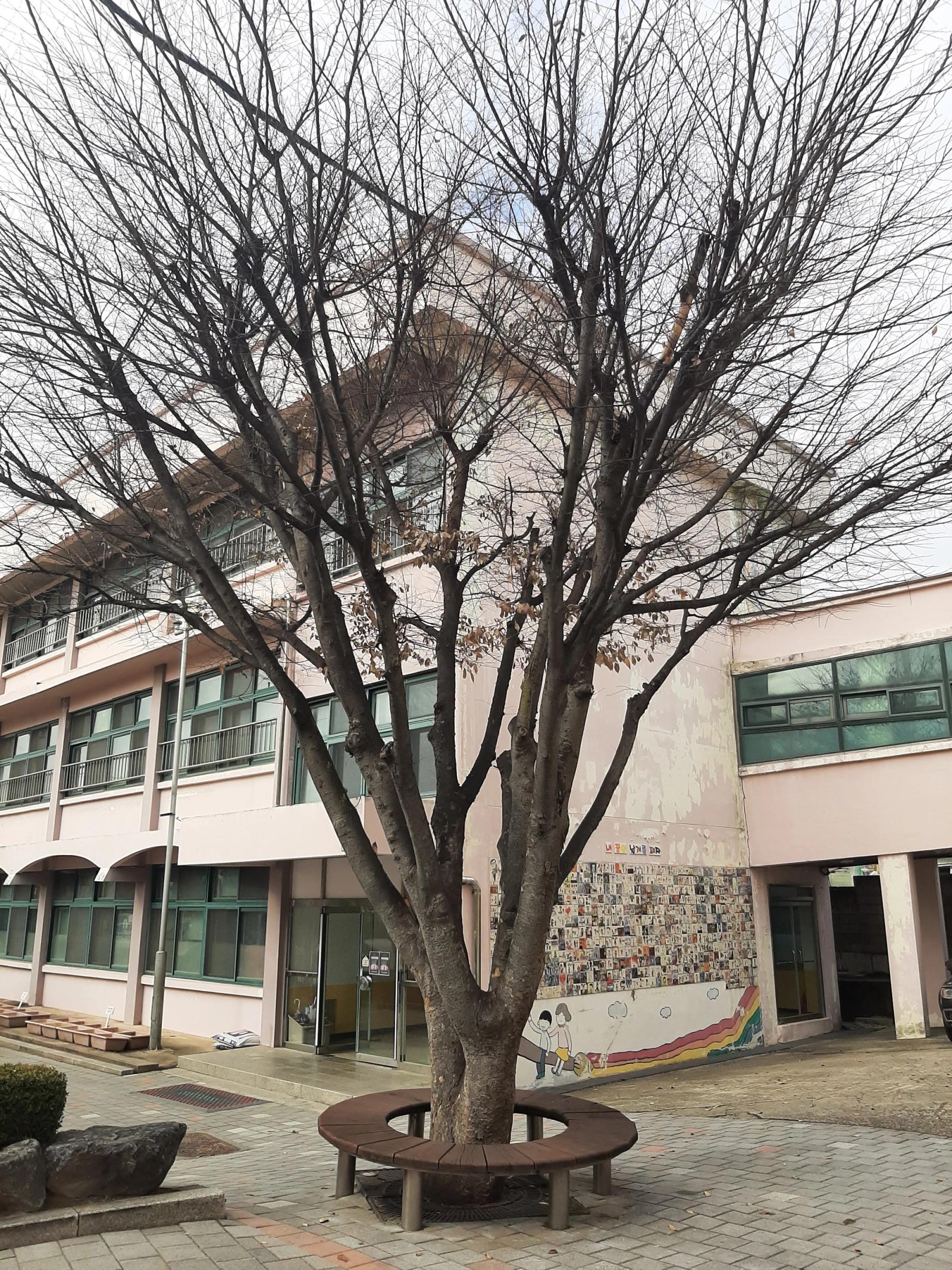 갈현초 외 6교 수목 전정 공사 (파주시) 사진 5