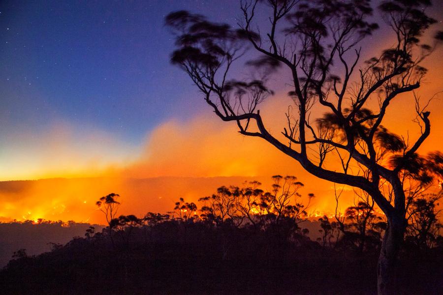 A bushfire glowing orange across a hillside at night, with the dark silhouette of a tree in the foreground against a starry blue sky.