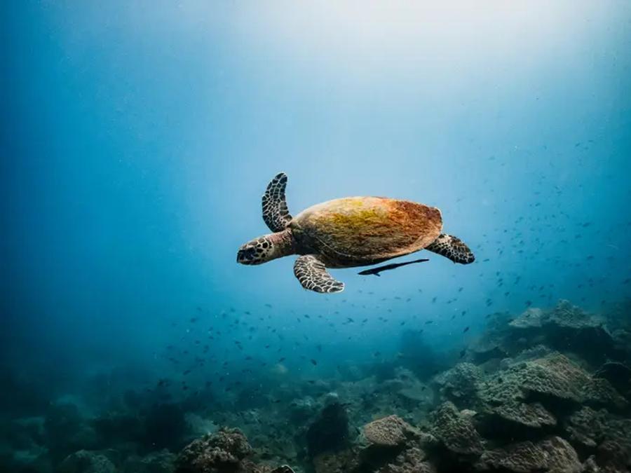 A turtle swimming in the sea