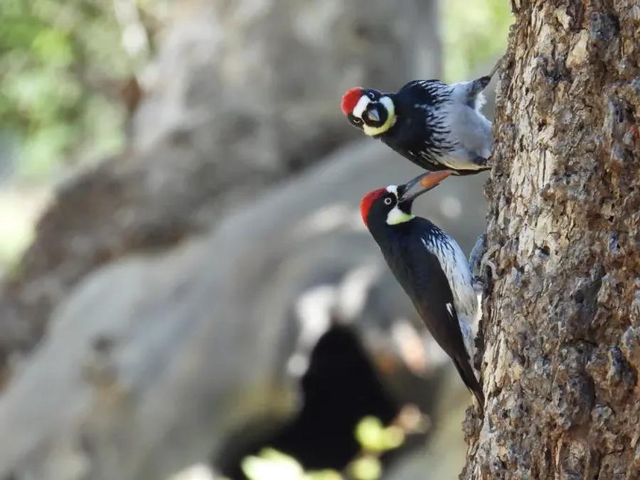 Two acorn woodpeckers, black and white with red-capped heads,  perched on a tree trunk, one appearing to feed or interact with the other near a hollow in the bark.