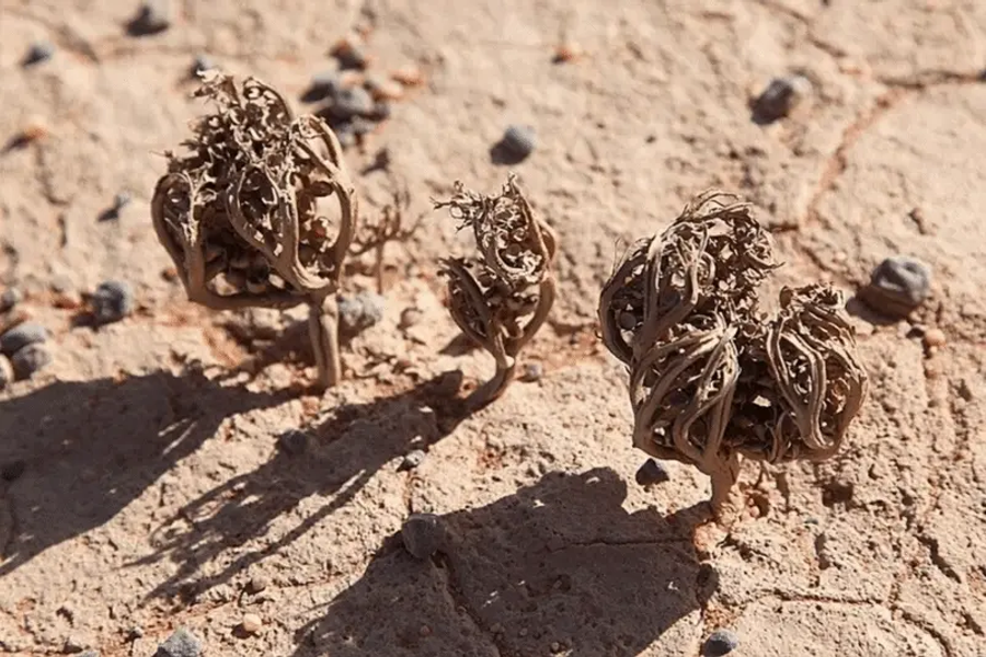 Three dry, brown, curled-up plants sitting on cracked, sandy desert ground.