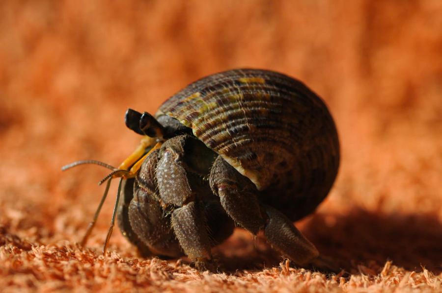 a hermit crab in it's shell