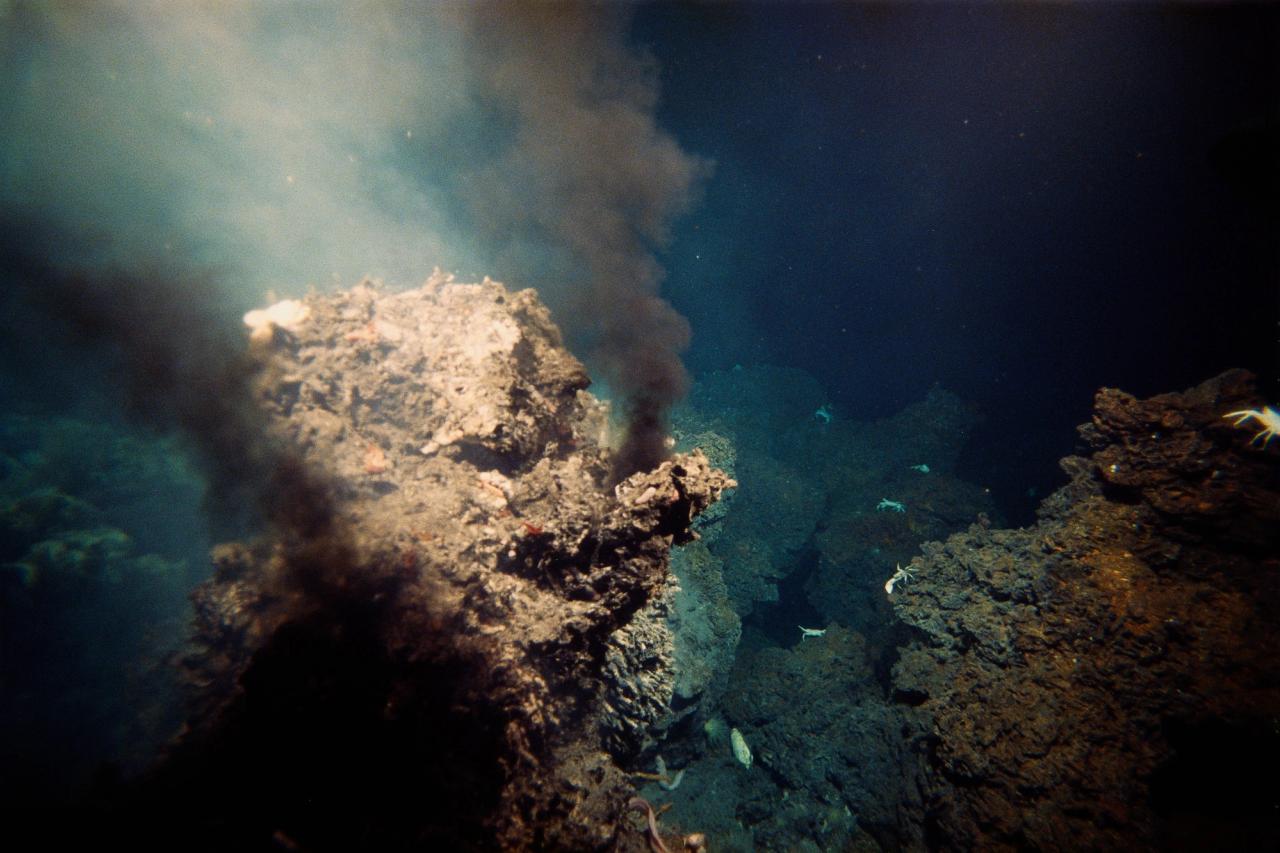 Underwater vent with white crabs on surrounding rocks