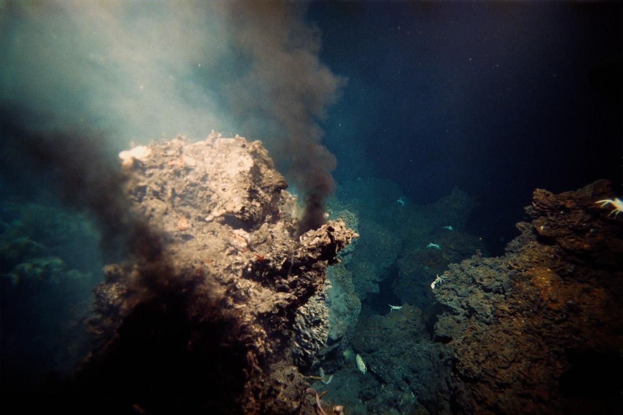 Underwater vent with white crabs on surrounding rocks
