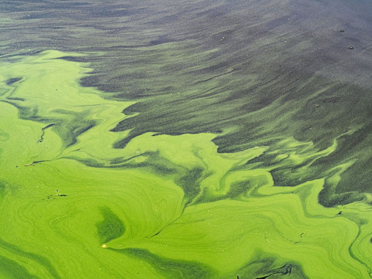 Aerial photo of green algae taking over the sea