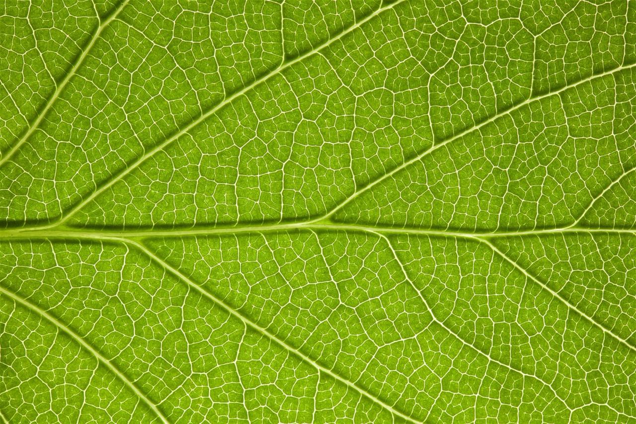 Close up of a leaf
