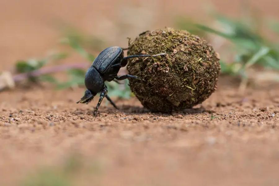 a beetle rolling a ball of mud
