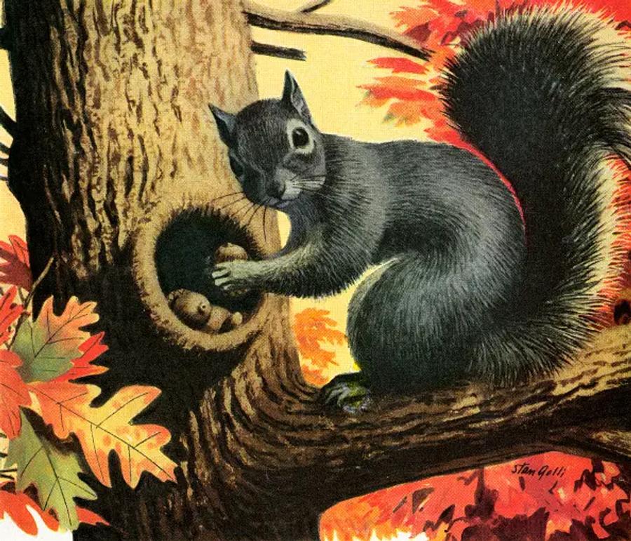 A vintage illustration of a grey squirrel storing an acorn in a hollow tree branch, surrounded by autumn leaves in shades of red, orange and gold.