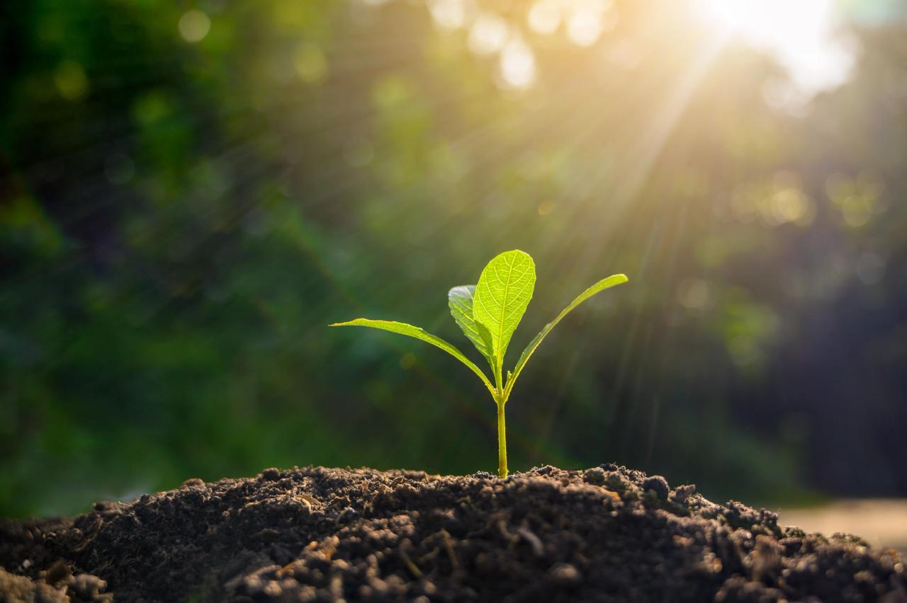 Seedling growing in soil with sun shining on it