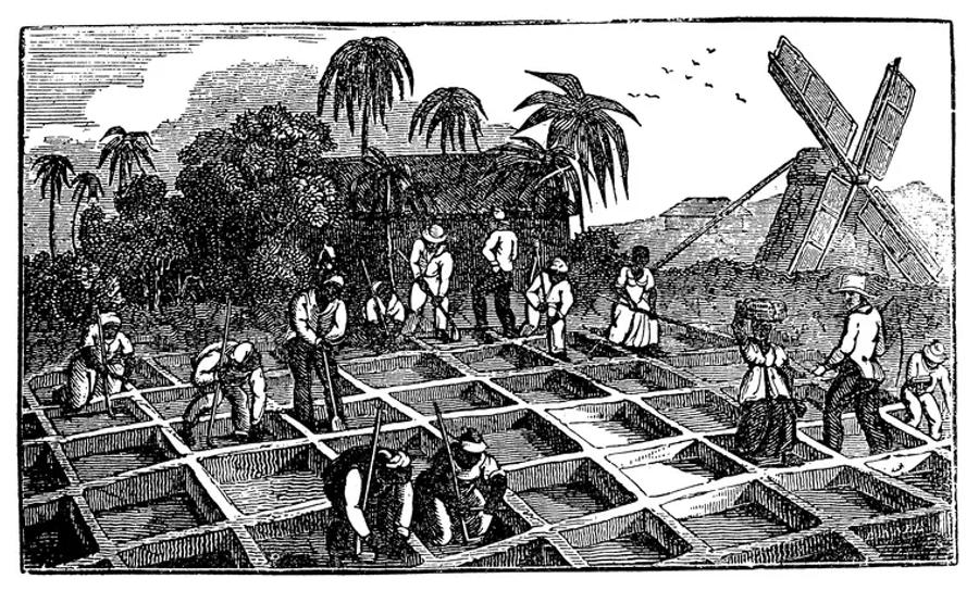 A black-and-white engraving of a tropical working scene. A group of people with tools work around a grid of rectangular basins in the foreground, with palm trees, a thatched building and a windmill behind them. One woman carries a basket on her head, and a man in a wide-brimmed hat stands on the right.