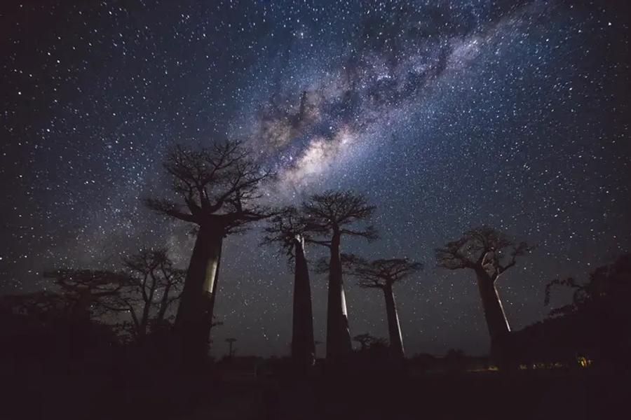 Tall baobab trees silhouetted against a night sky full of stars, with the Milky Way stretching across the sky above them.