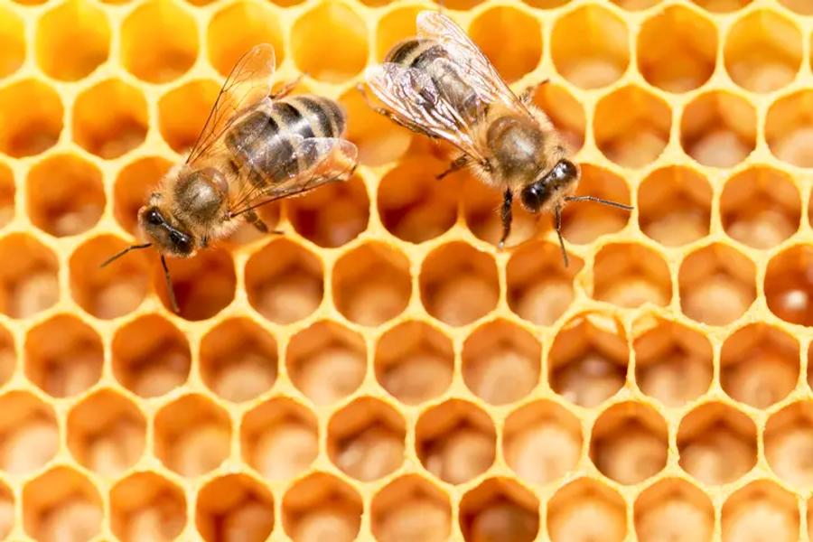 two beers around a honey comb