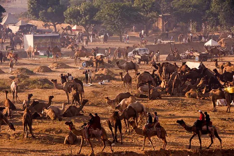 Aerial view of a large camel fair, with dozens of camels gathered on sandy ground alongside people, tents, and vehicles, lit by warm late-afternoon sunlight.