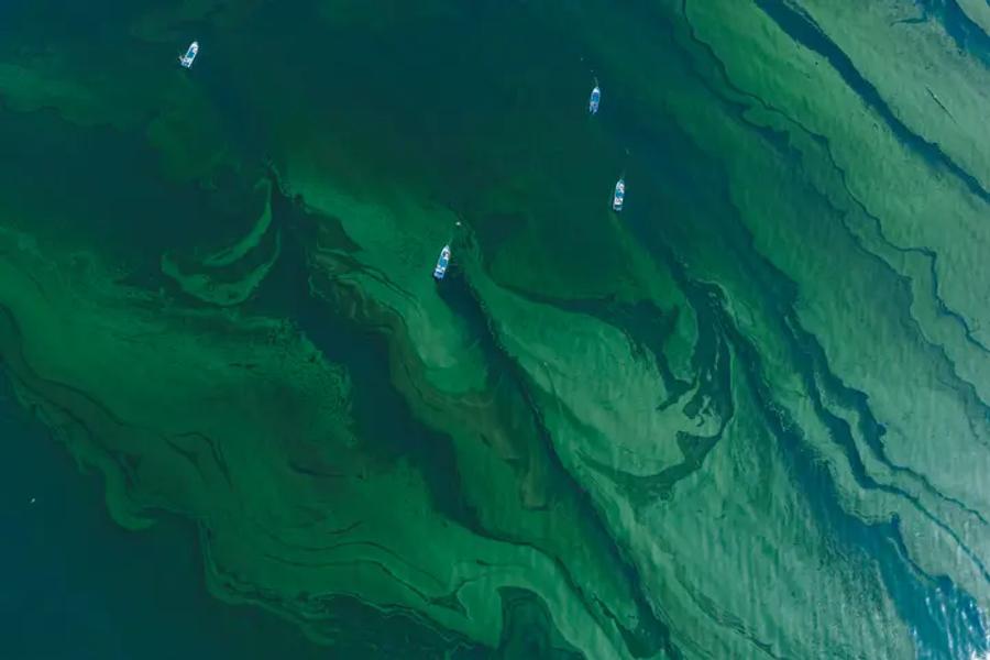 An aerial view of green swirling patterns on the water’s surface, with four small boats floating among them.