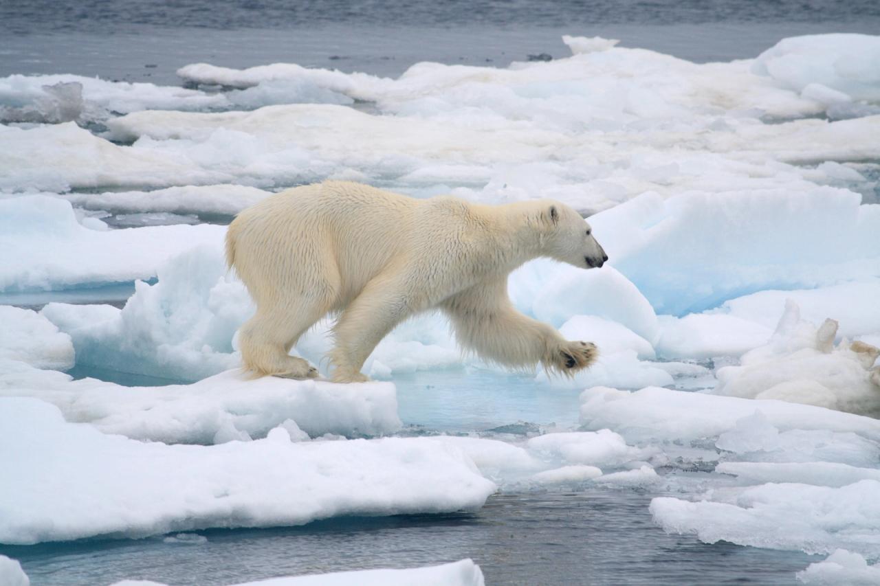 Polar bear walking across broken up ice