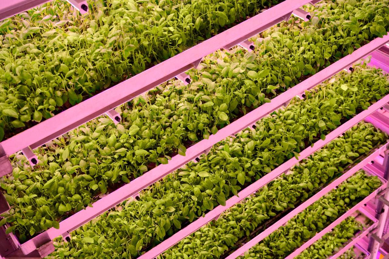 Basil grown in vertical hydroponic system with pink lights