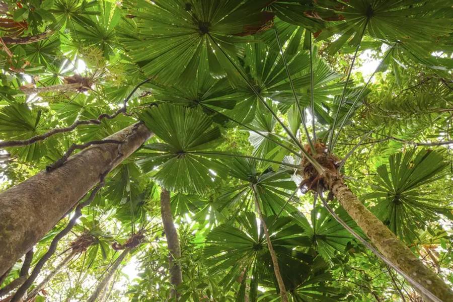 Looking up at palm trees in a rainforest.