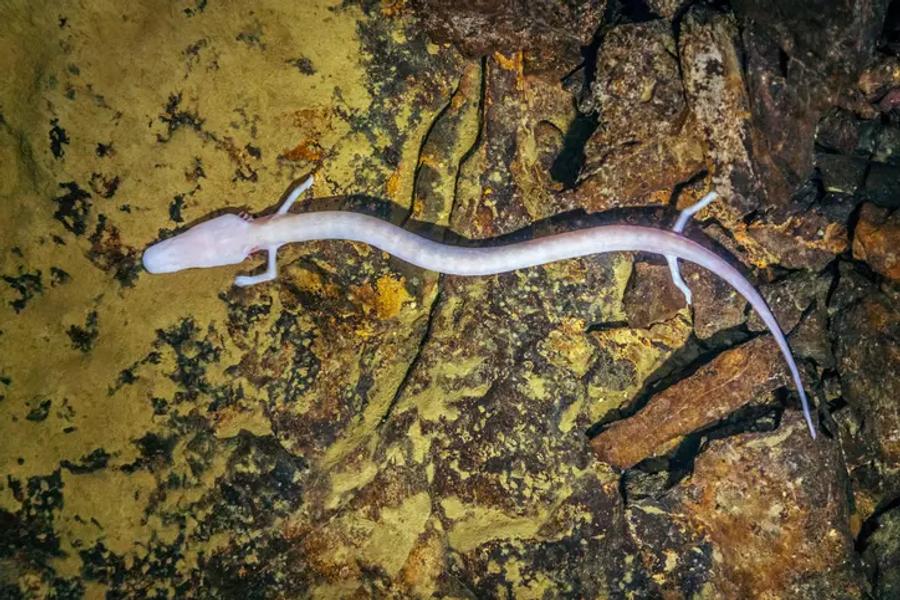 A pale, pinkish-white salamander with a long, thin body and tiny legs, crawling across yellow-brown cave rock.
