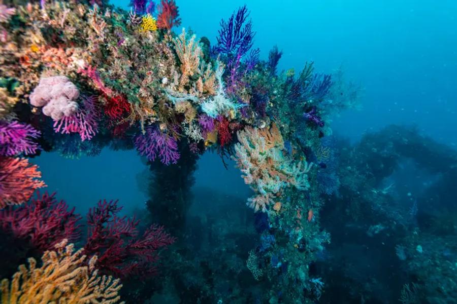 Colourful sea fans and corals in pink, purple, red and orange growing on an underwater structure in blue water.