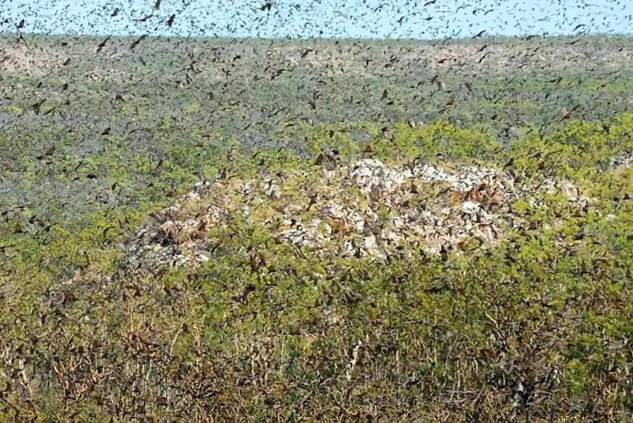 A huge swarm of locusts filling the air and covering green scrubland, with a pale patch of rock in the middle.