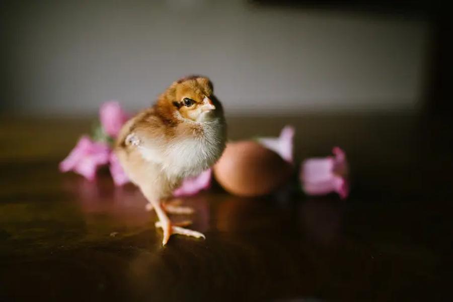 a baby chick in focus behind a blurred background with flowers and cracked egg