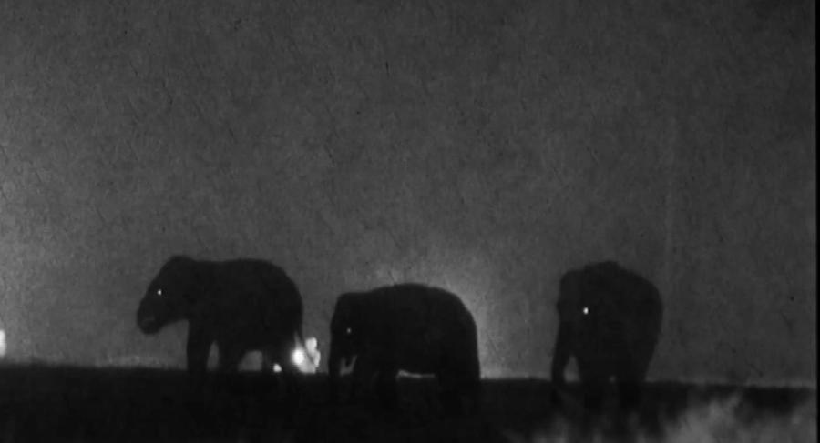 Three elephants walking at night.