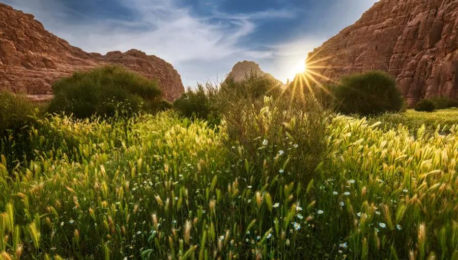Sunlight shining between red rock cliffs over a green meadow of tall grasses and small white flowers.