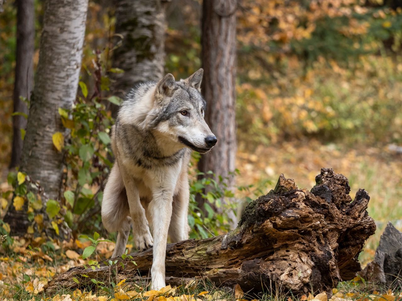 Grey wolf in an autumn forest